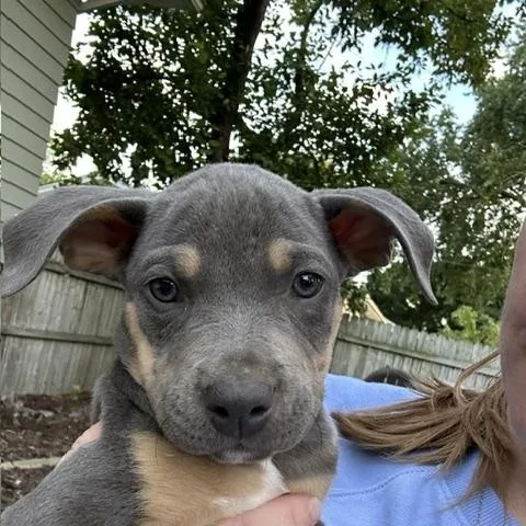A baby medium-sized male Gray / Blue / Silver Terrier dog named Tigger for adoption in Plainfield, IL