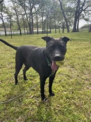 An adult extra large-sized male Black Pit Bull Terrier dog named King James for adoption in Kansas City, MO