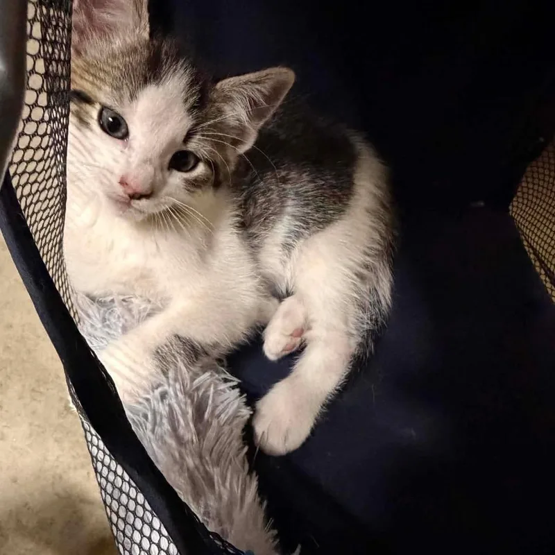 A baby small-sized female Brown / Chocolate Domestic Short Hair cat named BooBoo for adoption in Inwood, WV
