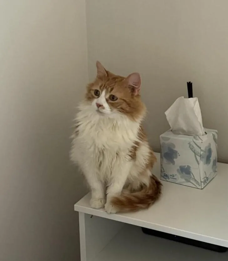 A young medium-sized female Orange & White Domestic Long Hair cat named Bobbin for adoption in Chicago, IL