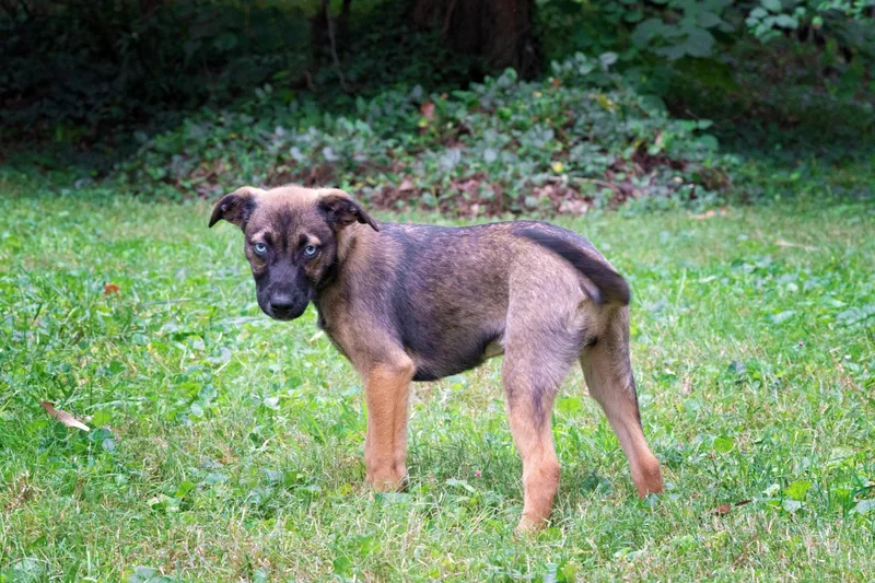 A baby medium-sized female Brindle Shepherd dog named Jane Popincourt for adoption in Salisbury, MD