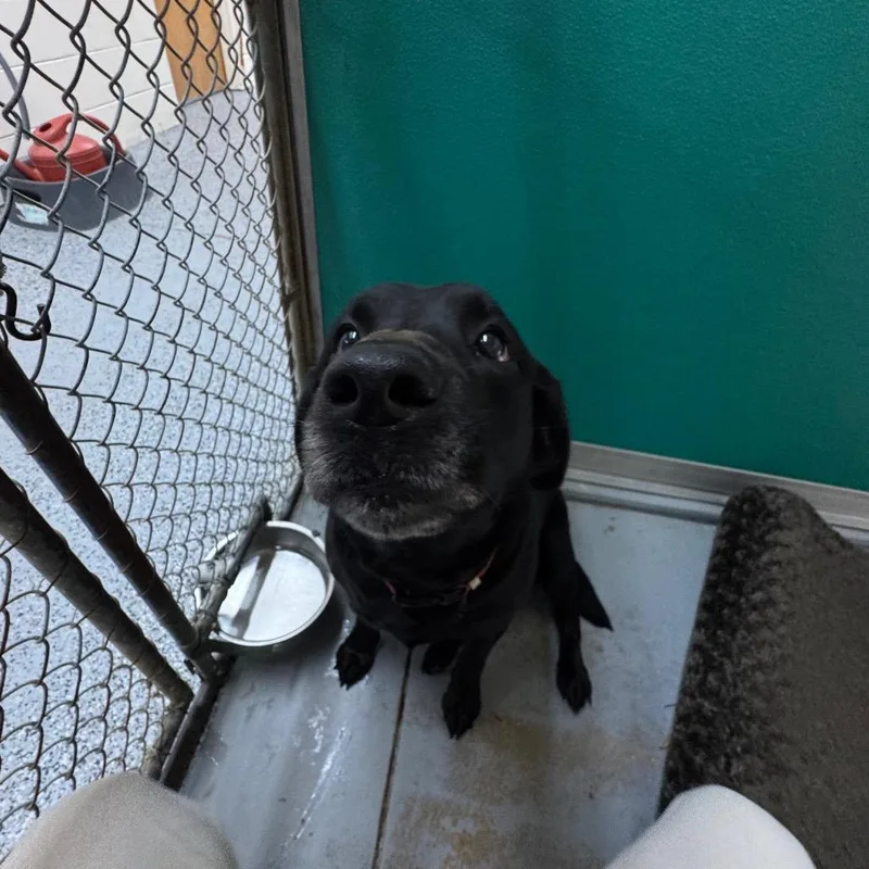 An adult large-sized female Black Labrador Retriever dog named Zinnie for adoption in Middleburg, FL