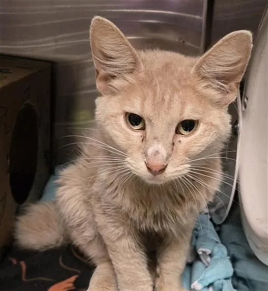 A young small-sized male Domestic Short Hair cat named Hannibal for adoption in Olivette, MO