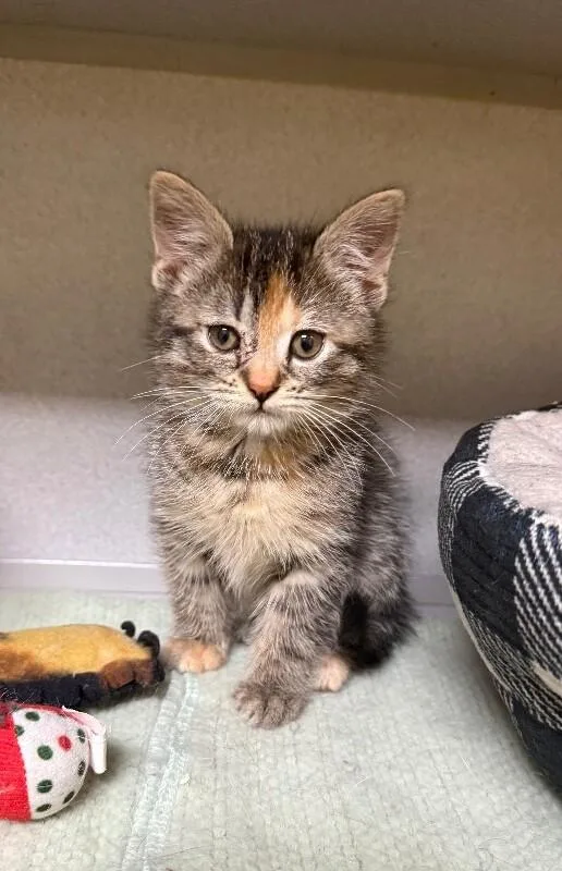 A young small-sized female Tabby (Brown / Chocolate) Domestic Short Hair cat named Nutmeg for adoption in Osseo, MI