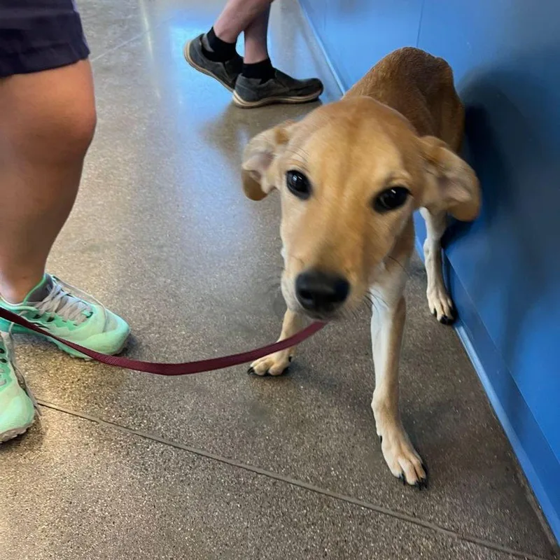 An adult medium-sized male Yellow / Tan / Blond / Fawn Retriever dog named Bambi for adoption in Kingman, AZ