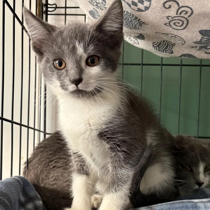 A baby small-sized female Gray / Blue / Silver Domestic Short Hair cat named Gianna for adoption in Johnstown, PA