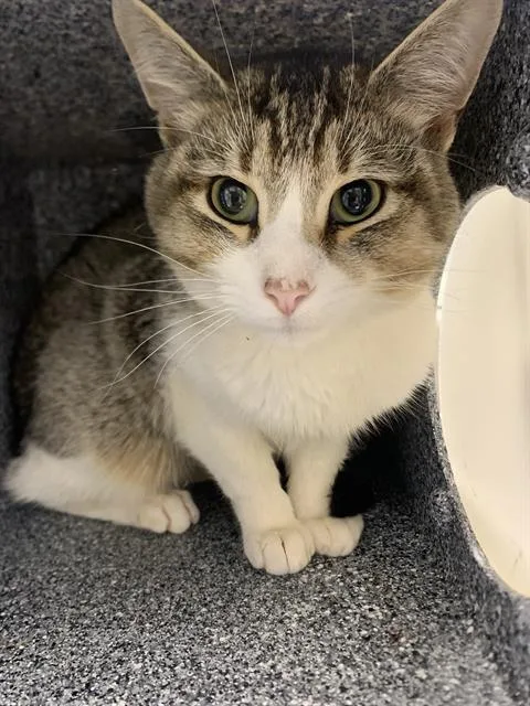 A young small-sized male Domestic Short Hair cat named Belly for adoption in Indianapolis, IN