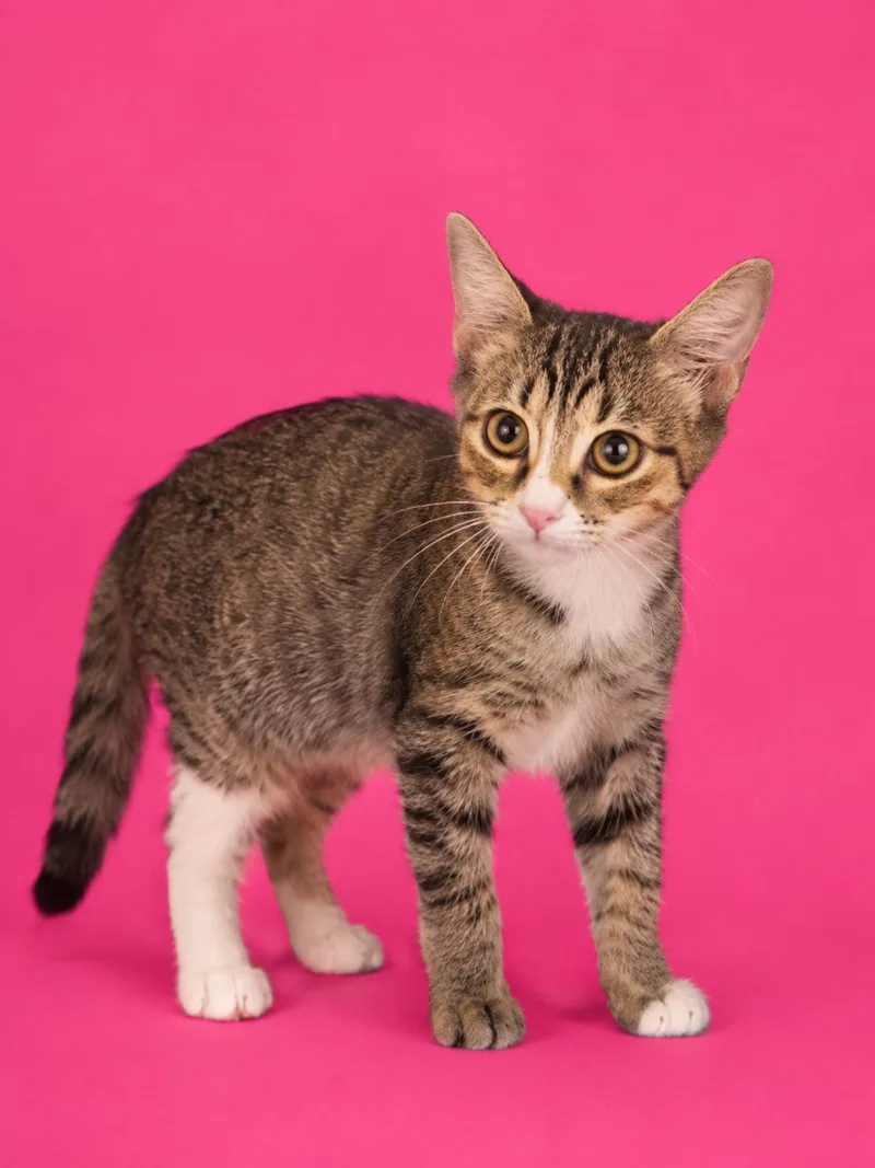 A baby medium-sized female Brown / Chocolate Domestic Short Hair cat named Liv Loveisland for adoption in Chandler, AZ