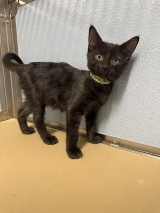 A baby small-sized male Domestic Short Hair cat named Geo for adoption in West Chester, PA