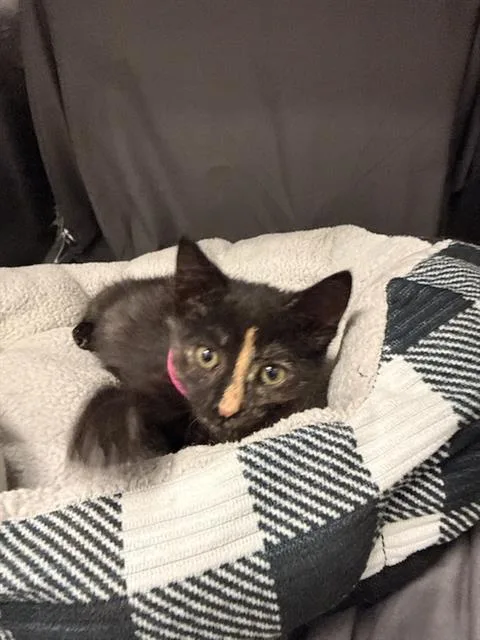 An adult small-sized female Domestic Short Hair cat named Jellybean for adoption in Appling, GA