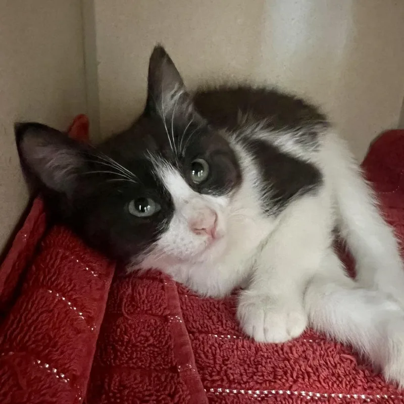 A baby small-sized female Black Domestic Short Hair cat named Mae for adoption in Tacoma, WA