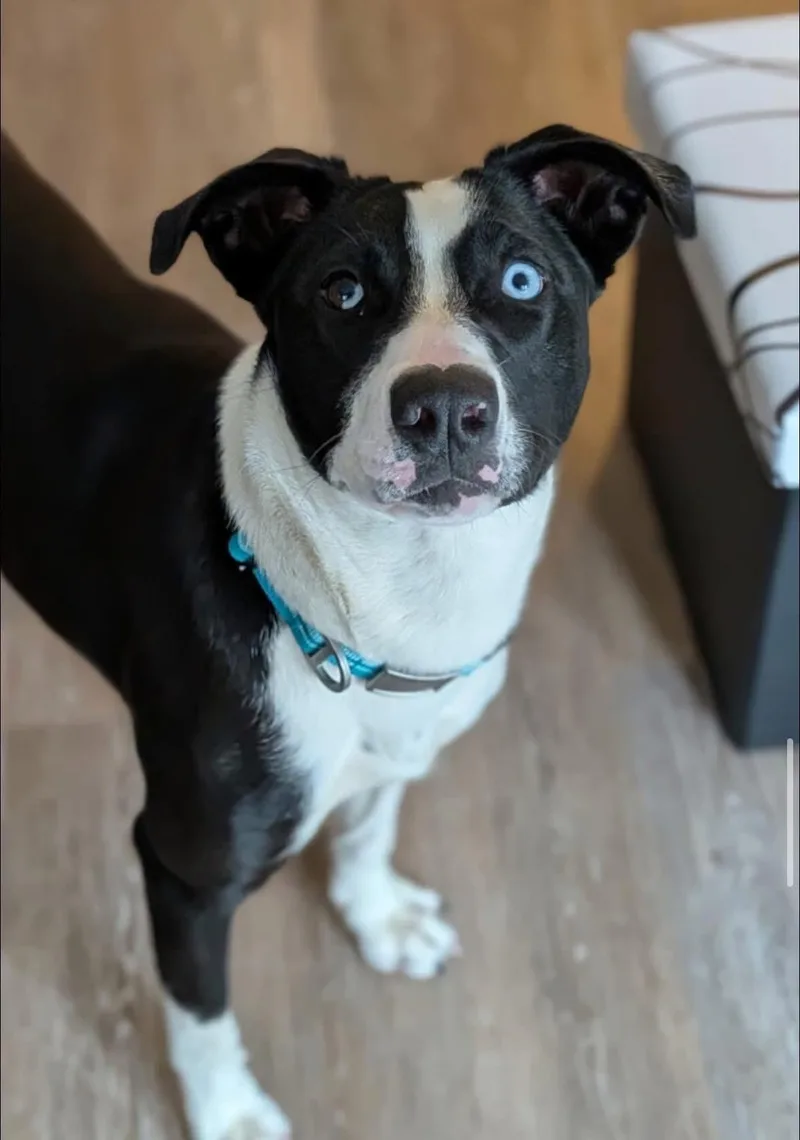 An adult medium-sized female Husky dog named Eve for adoption in Alexander, AR