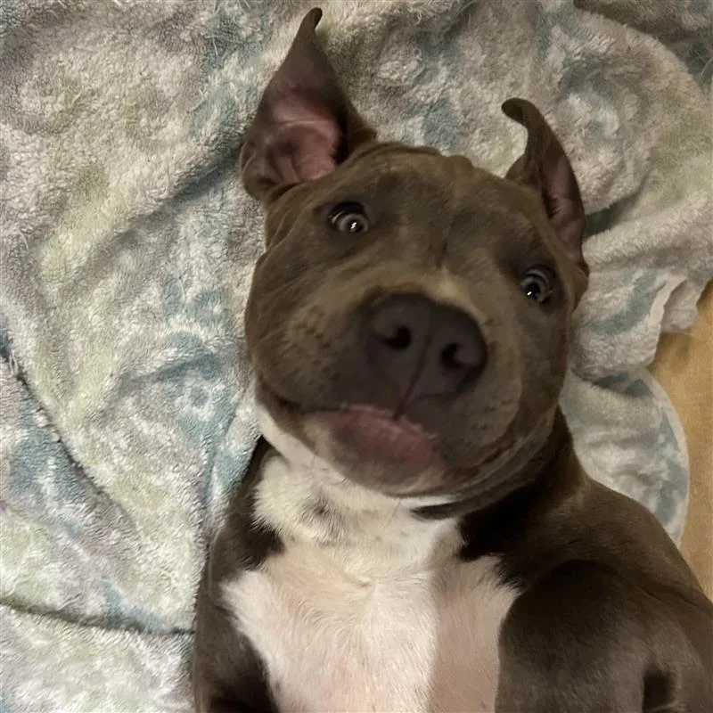 A baby medium-sized male Gray / Blue / Silver Cane Corso dog named Unknown for adoption in Tacoma, WA