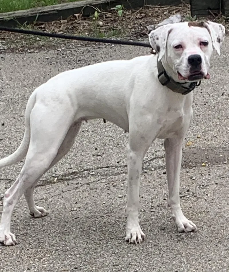 A young medium-sized female Boxer dog named Olive for adoption in McKeesport, PA