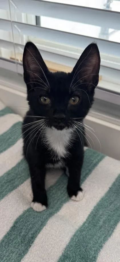 A baby small-sized male Domestic Short Hair cat named Fozzie for adoption in Venice, FL