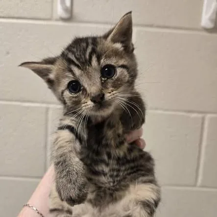 A baby small-sized male Brown / Chocolate Domestic Short Hair cat named Pond for adoption in Bristol, IN