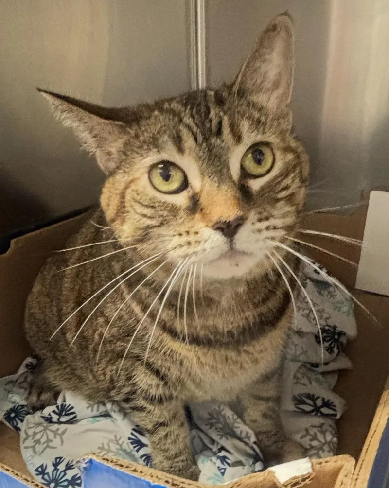 A senior large-sized female Torbie Domestic Short Hair cat named Jasmine for adoption in North Haven, CT