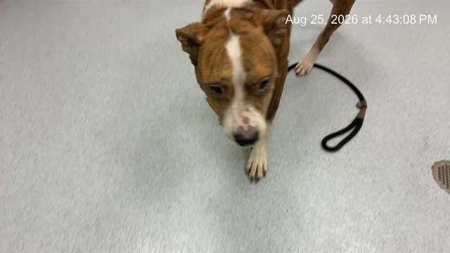 An adult large-sized male Pit Bull Terrier dog named Zeek for adoption in Ocala, FL
