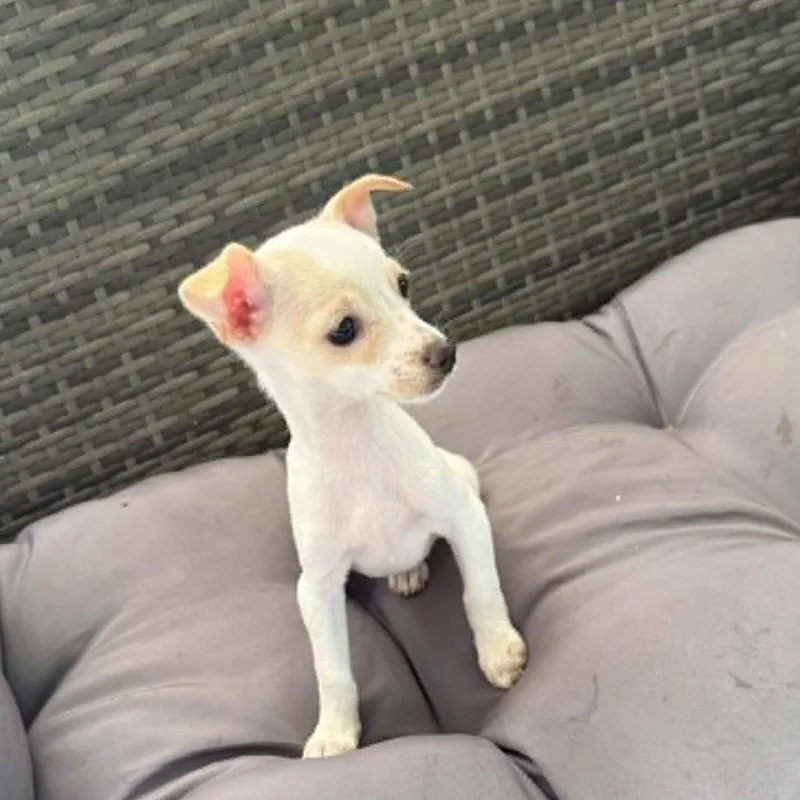 A baby small-sized female Yellow / Tan / Blond / Fawn Chihuahua dog named Apple for adoption in Alma, WI