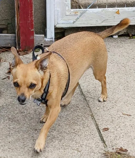 An adult small-sized male Chihuahua dog named Pico in RI for adoption in Cranston, RI