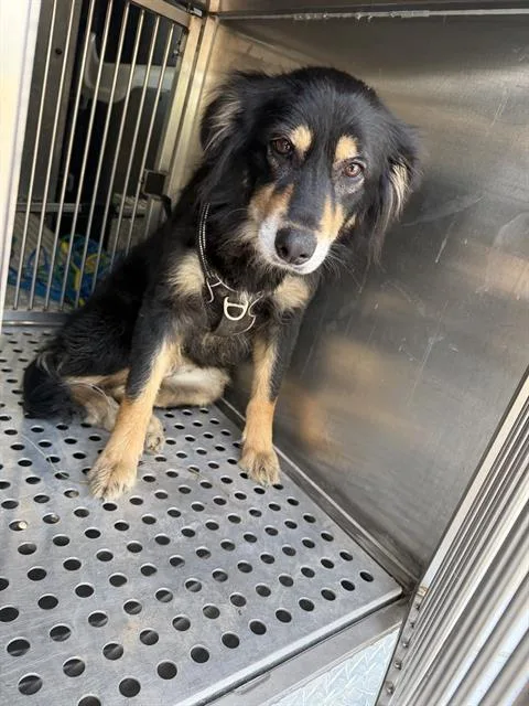 An adult large-sized female Mixed Breed dog named Leah for adoption in Dallas, TX