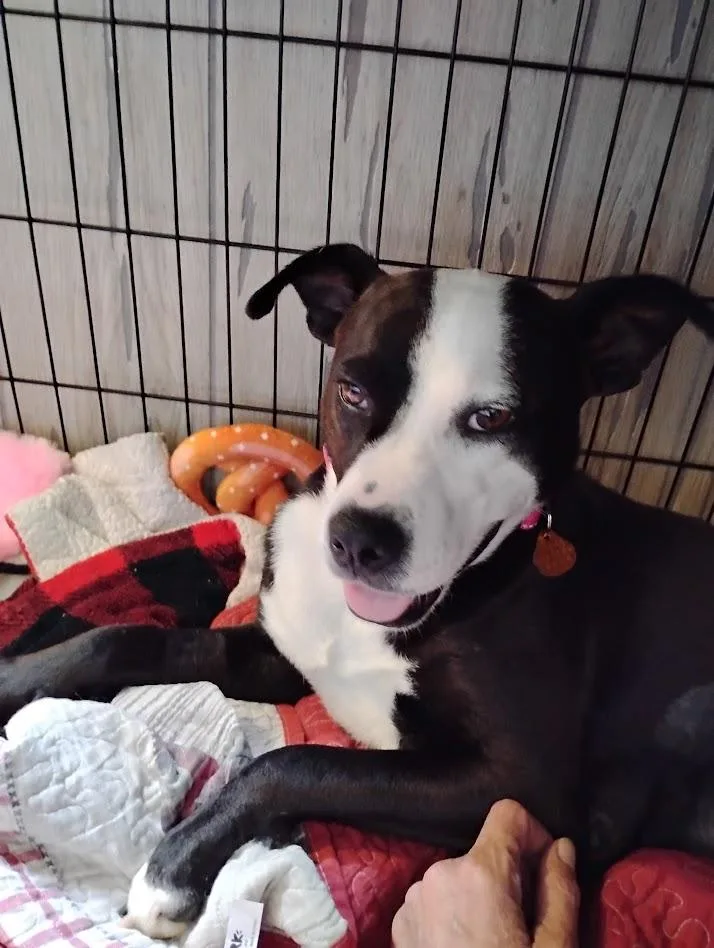 A young medium-sized female Pit Bull Terrier dog named Princess Sissy for adoption in Clearfield, KY