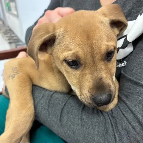 A young medium-sized female Red / Chestnut / Orange Mixed Breed dog named Josie for adoption in Spokane, WA