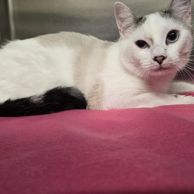 Prince Charming thumbnail 2