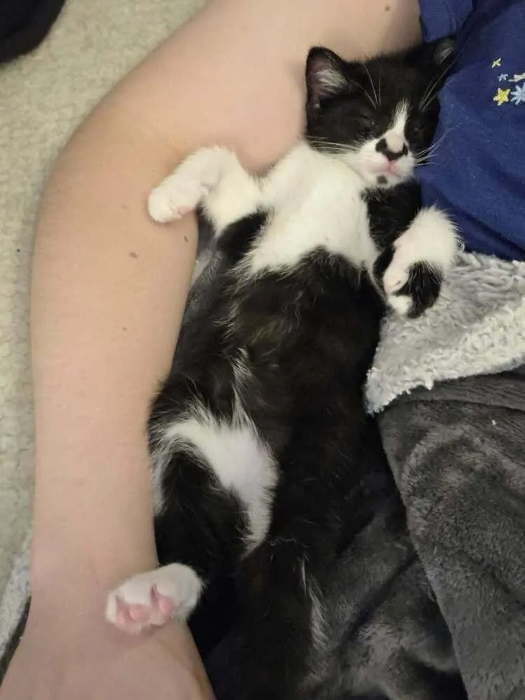 A baby small-sized female Domestic Short Hair cat named Flower for adoption in Plymouth, MI
