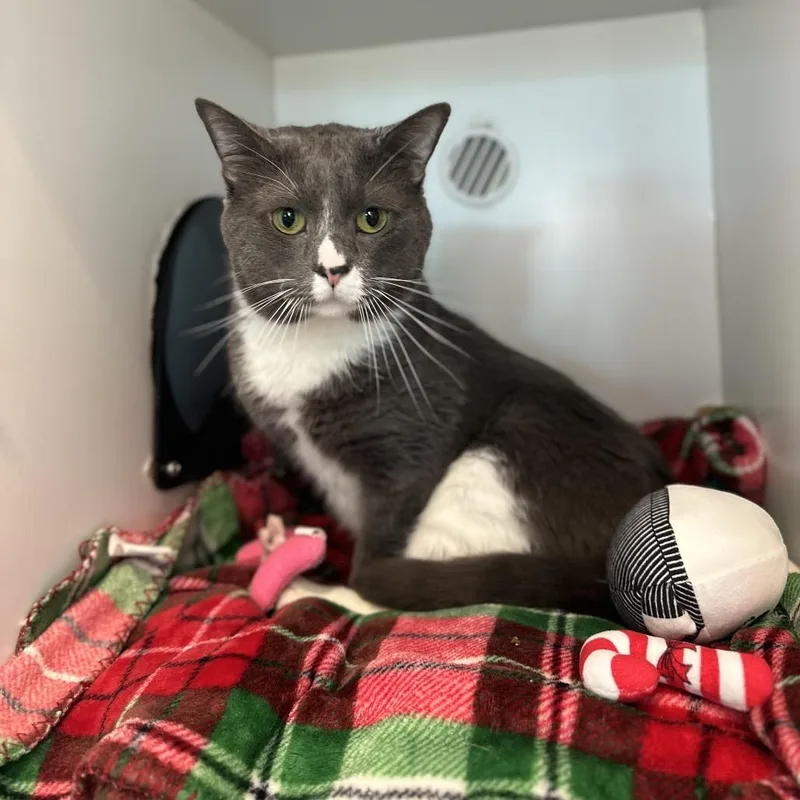 An adult large-sized male Gray / Blue / Silver Domestic Short Hair cat named Earl for adoption in Matteson, IL