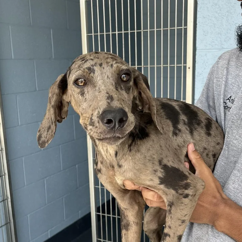 A baby medium-sized female Gray / Blue / Silver Great Dane dog named Shooting Stars for adoption in Charlottesville, VA