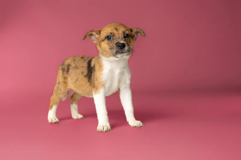 A baby medium-sized female Golden Australian Shepherd dog named Teriyaki for adoption in Simsbury, CT