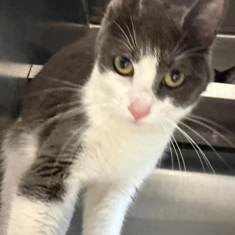 An adult medium-sized female Black Domestic Short Hair cat named Novel for adoption in West Olive, MI