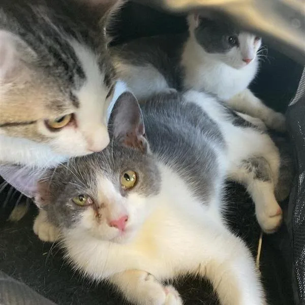 A baby small-sized male White Domestic Short Hair cat named Dr. Pepper for adoption in Hawthorne, CA