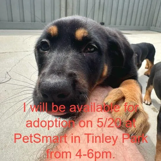 A baby small-sized female Black Mixed Breed dog named Artemis for adoption in Matteson, IL