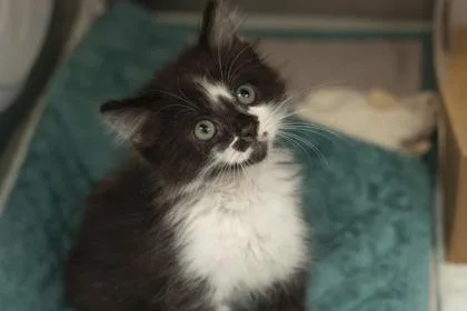 A young small-sized male Domestic Short Hair cat named b Jack Jack for adoption in North Charleston, SC
