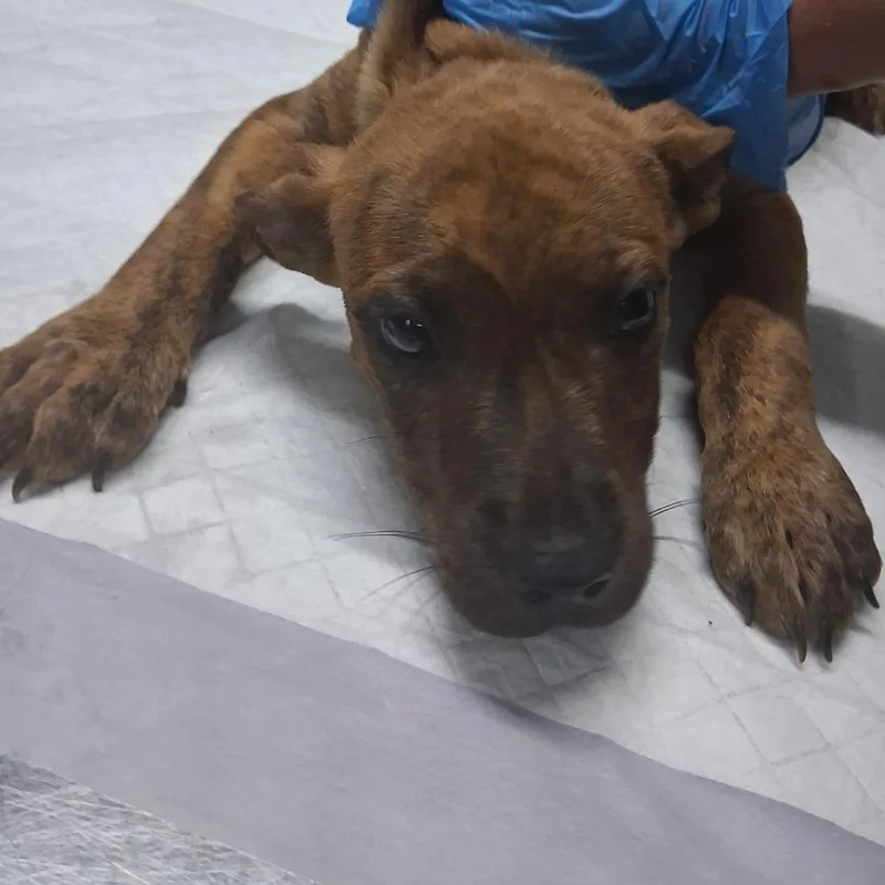 A baby small-sized male Mixed Breed dog named Bentley for adoption in Summerville, SC