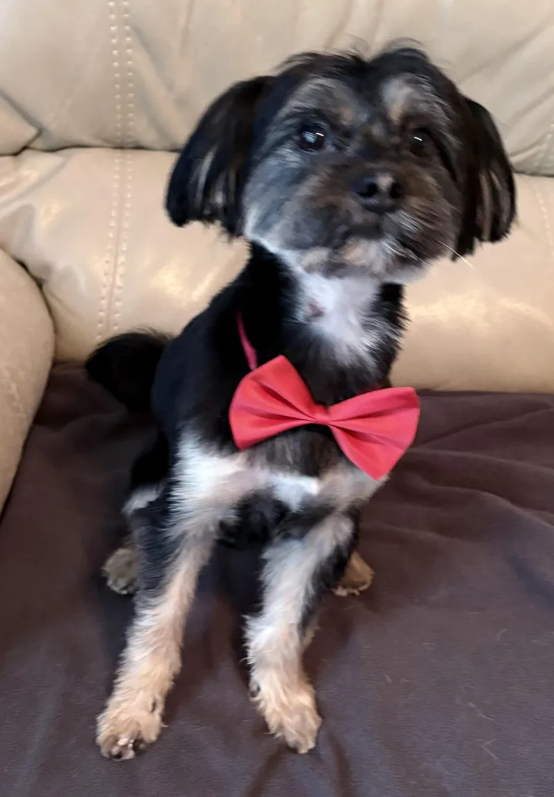 A young small-sized male Black Silky Terrier dog named Russell for adoption in Lawrenceville, GA