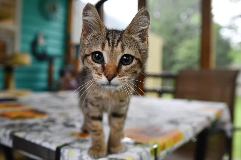 A baby medium-sized female Tabby (Brown / Chocolate) Domestic Short Hair cat named Dixie for adoption in Hermitage, PA