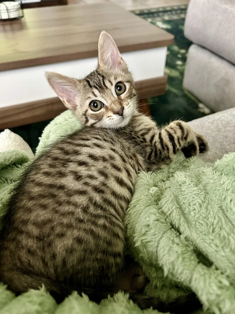 A baby medium-sized female Domestic Short Hair cat named Islay for adoption in Wesley Chapel, FL