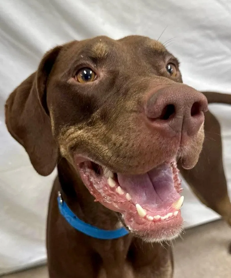An adult large-sized male Mixed Breed dog named Ollie for adoption in Springfield, VT