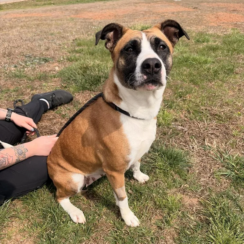 An adult medium-sized female Brown / Chocolate American Staffordshire Terrier dog named Clover for adoption in Franklin, NC