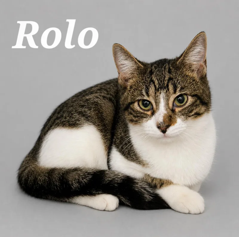 Rolo thumbnail 2