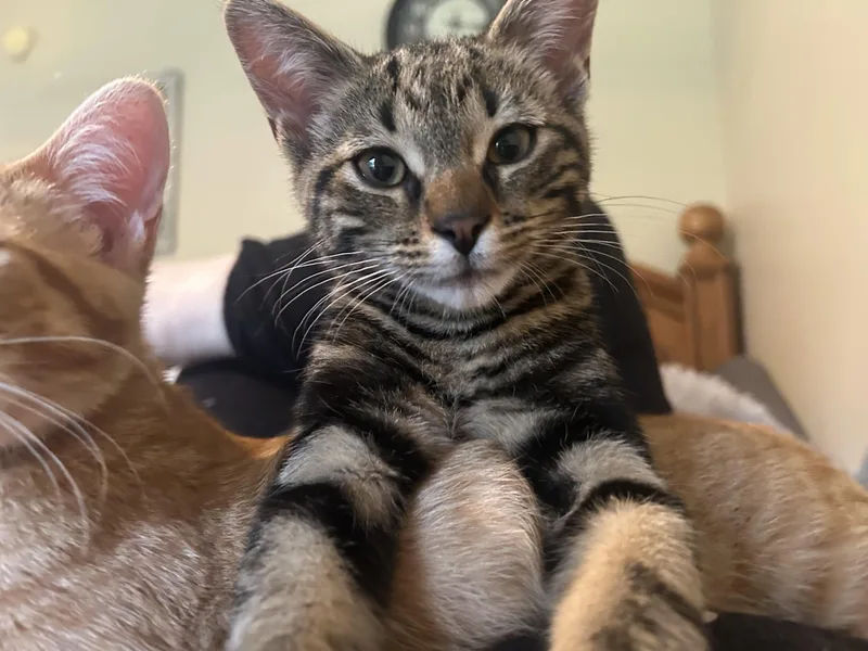 A baby medium-sized male Domestic Short Hair cat named Jack for adoption in St. Clair, MI