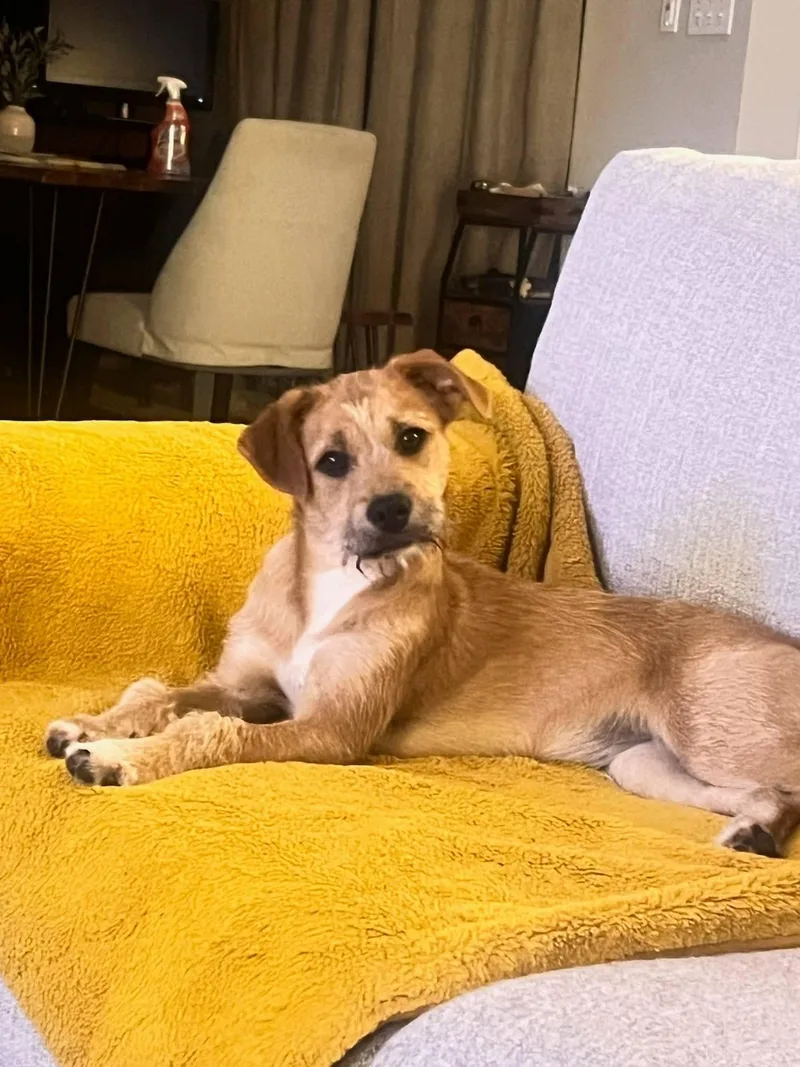 An adult medium-sized female Golden Terrier dog named Hazel for adoption in Colleyville, TX
