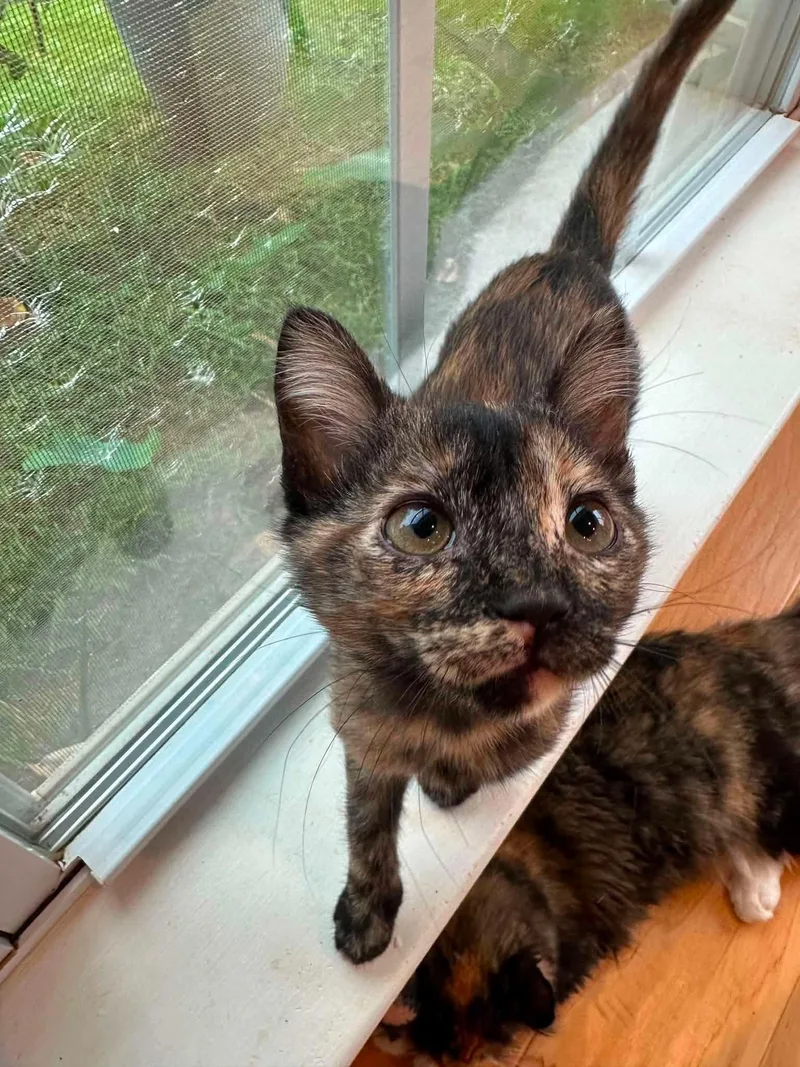 A baby medium-sized female Tortoiseshell cat named Lemonade for adoption in Columbia, SC