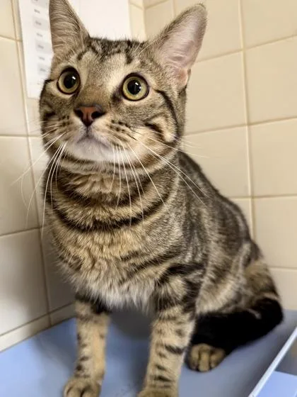 An adult large-sized male Domestic Short Hair cat named Austin for adoption in San Antonio, TX