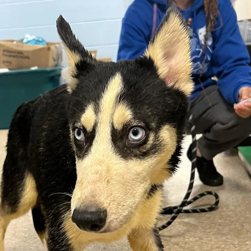 A baby medium-sized male Husky dog named Raksha for adoption in Olean, NY