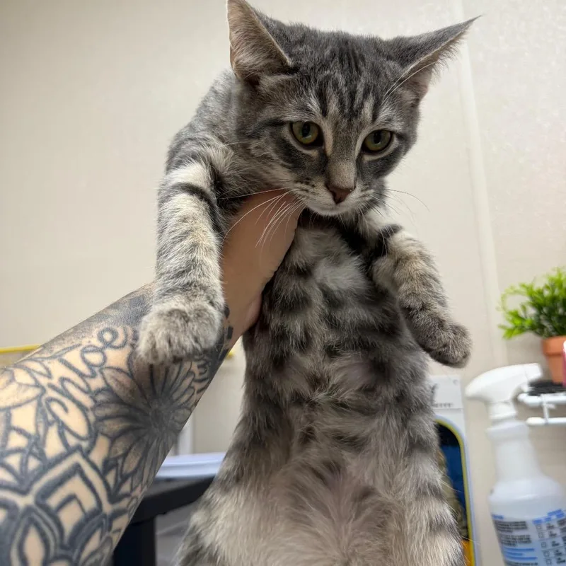 A baby small-sized male Calico Domestic Short Hair cat named Febreze Bag for adoption in Morganton, NC