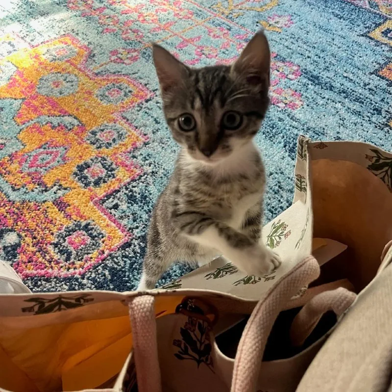A baby small-sized female Brown / Chocolate Domestic Short Hair cat named Stormy for adoption in Chattanooga, TN